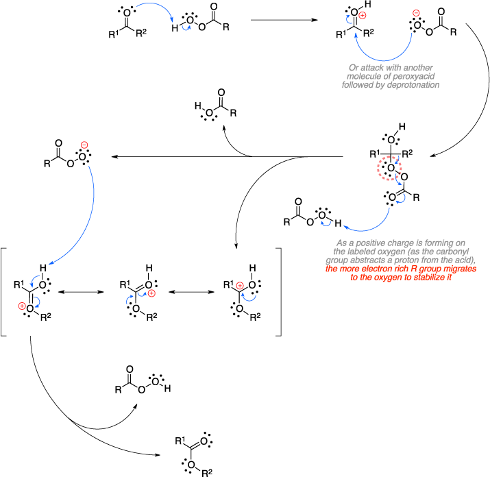 Mechanism of the Baeyer-Villiger oxidation. Attack with another molecule of peroxyacid followed by deprotonation. As a positive charge is forming on the labeled oxygen (as the carbonyl group abstracts a proton from the acid), the more electron rich R group migrates to the oxygen to stabilize it.