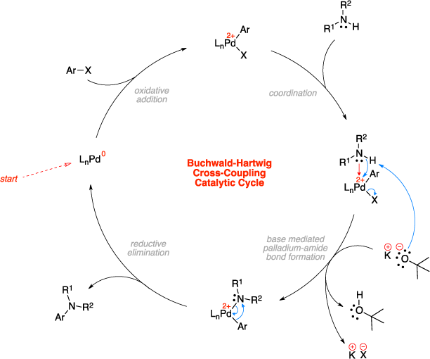 Mechanism of the Buchwald-Hartwig amination. Buchwald-Hartwig Cross-Coupling Catalytic Cycle steps: oxidative addition, coordination, base mediated palladium-amide bond formation, and reductive elimination.