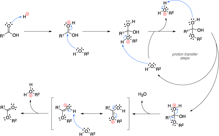 Mechanism of the Fischer esterification.